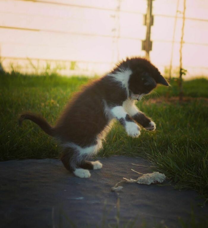 Hoy he decidido adoptar un gatito. Miradlo jugando con la hoja. Es tan lindo