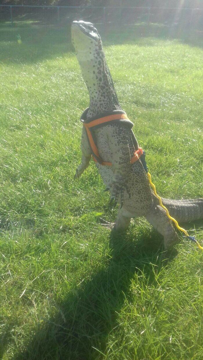 Rescate de lagartos, primera experiencia en el mundo exterior, mirad esa cara
