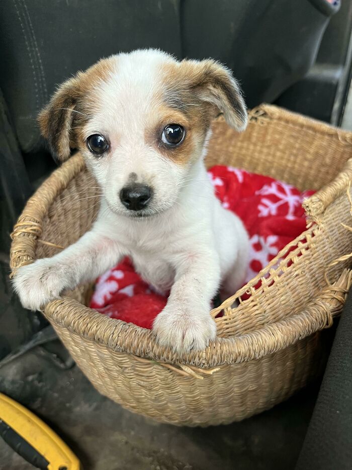Os presento a Rosie, mi cachorro rescatado