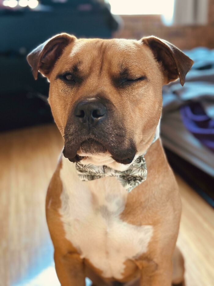 Este es Mace, nuestro American Stafford X. Rescatado hace un año y medio. ¡Lo pillamos guiñando el ojo con su pajarita!