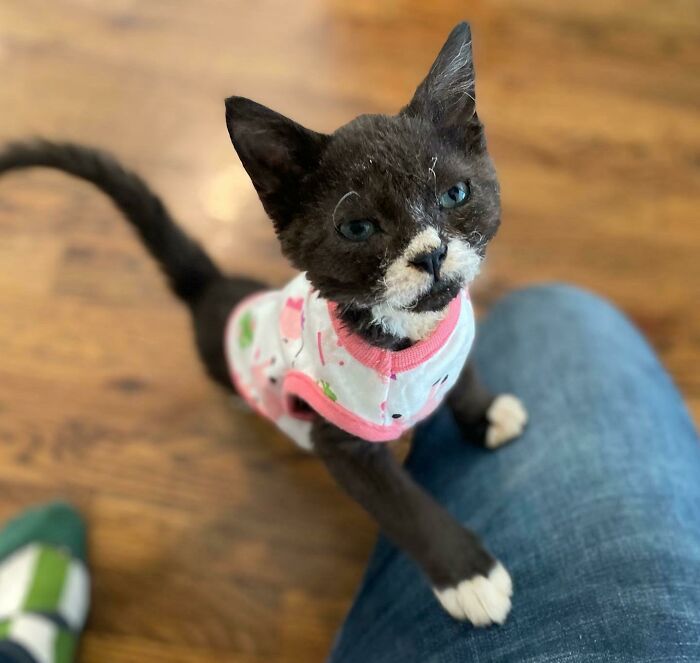 Spooky es un gatito Selkirk Rex callejero con problemas de salud entregado al hospital y a quien vamos a adoptar por Navidad