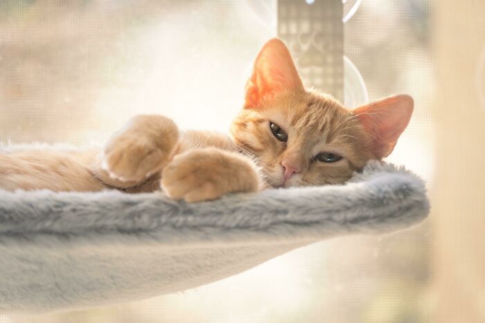 Nuestro gatito recién adoptado disfruta de su cama en la ventana iluminada por el sol