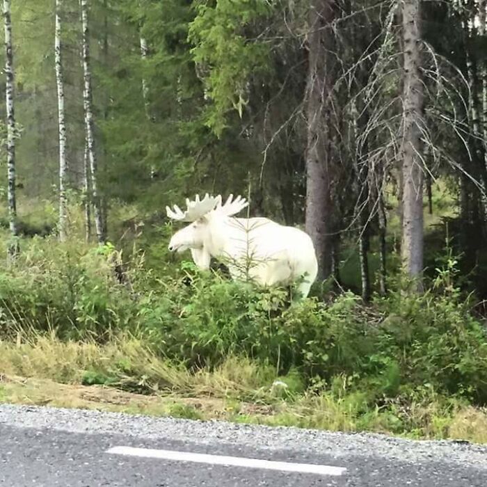 Un alce albino en el bosque