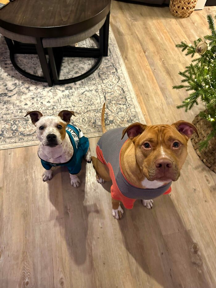 ¡Dozer ha conseguido una hermana por Navidad!