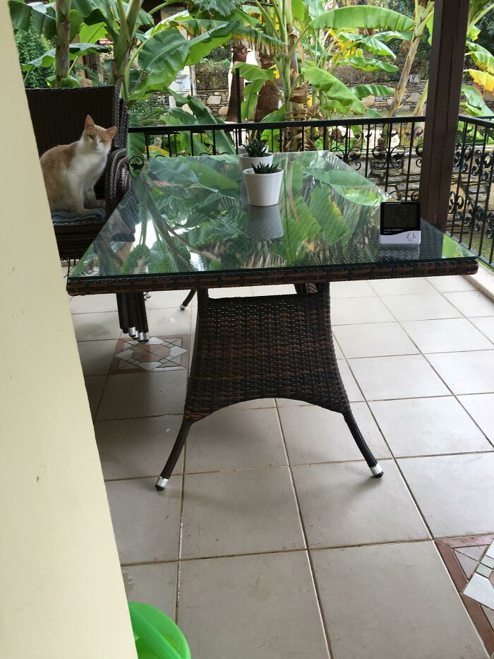 Encuentren al otro gato. Sí, hay dos 
