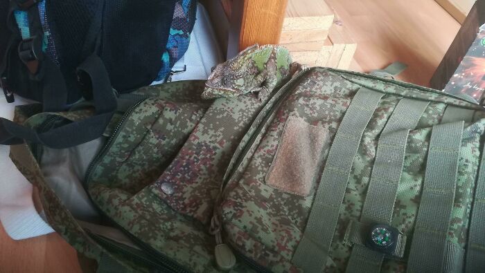 Cómo mi camaleón se camufla con mi mochila 