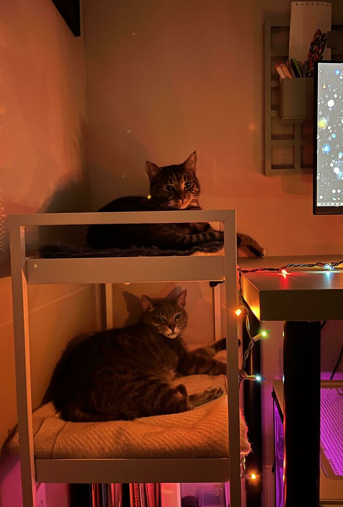 He convertido mi carro de herramientas Nissafors en una litera para gatos para mantenerlos alejados de mi escritorio mientras trabajo