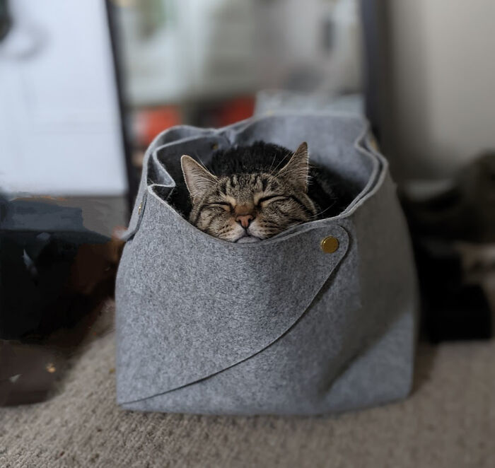 Gerdie y Pudda hacen una estupenda y bonita cama para gatos