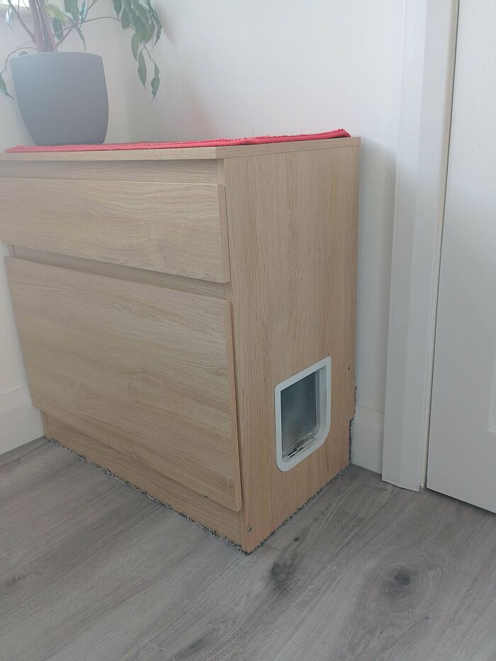 Os presentamos el Kullen para gatitos