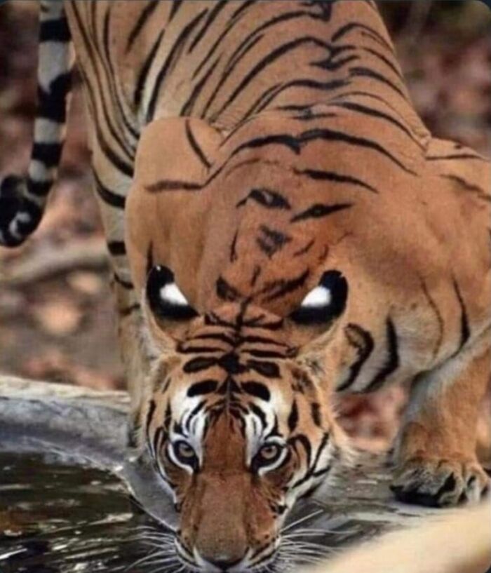"Accidental Surrealism": 50 Unbelievable Pictures That Make One Do A Double Take (New Pics)