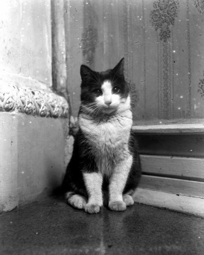 Sussy, 1917, Suecia