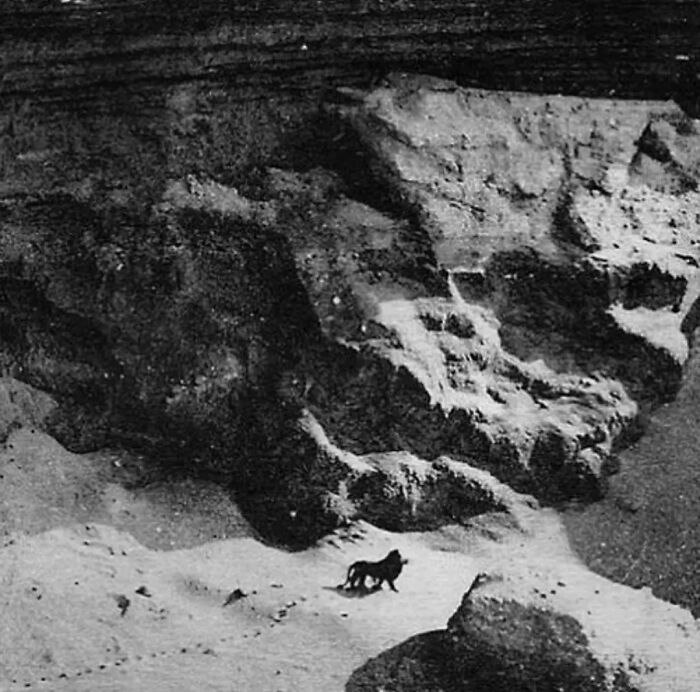Un león camina solo por el desierto