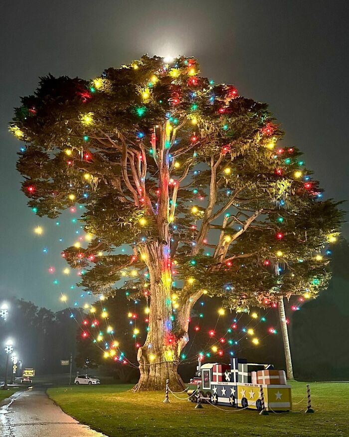 El árbol del tío John en McLaren Lodge, San Francisco, California, en todo su esplendor
