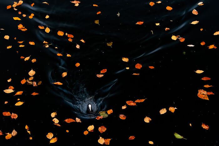 Categoría “Animales de De lage landen”: Ganador, Focha por Franka Slothouber