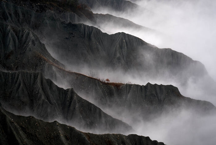 Categoría “Paisajes”: Segundo lugar, Árbol resiliente por Gianluca Gianferrari