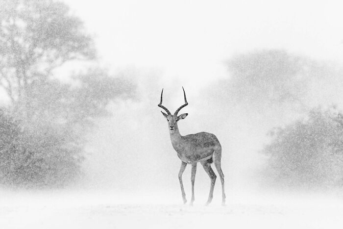 Categoría “Blanco y negro”: Mención especial, Impala por Byron Grobler