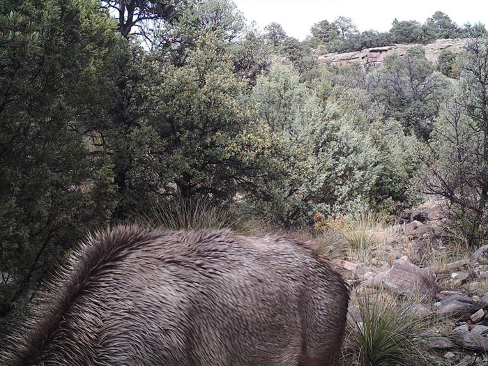 Hay un puma acechando al alce
