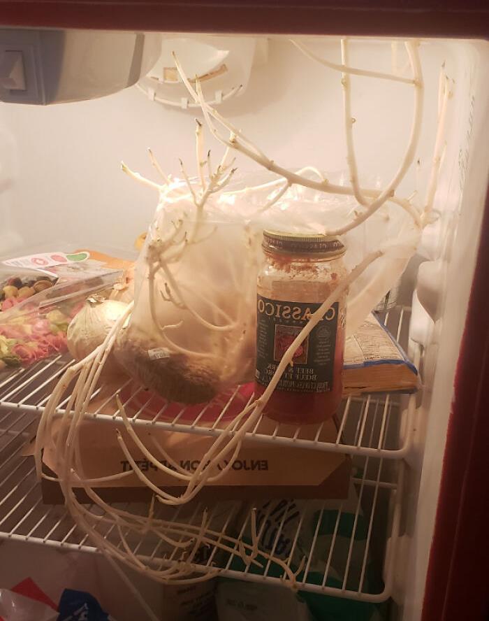 Así que este amigo mío abrió su refrigerador y vi este maldito monstruo...
