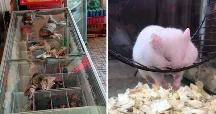 40 Animales durmiendo de una forma tan linda que era imposible no tomarles una foto
