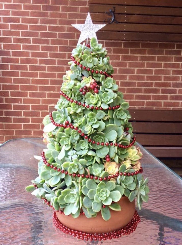 Mi tía reprodujo unas suculentas y las convirtió en un árbol de Navidad