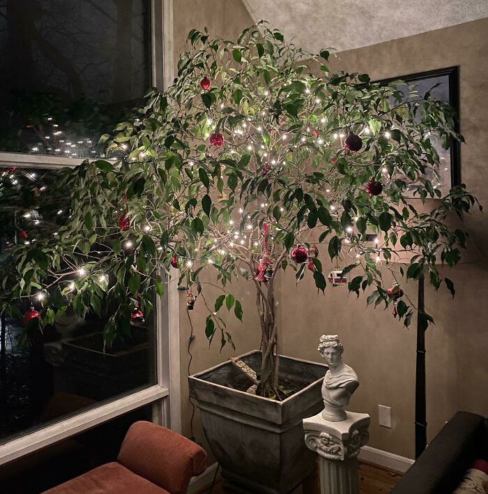 En mayo de este año, mi padre falleció y me dejó su caucho benjamina de 40 años. Ahora continúo con la tradición de convertirla en nuestro árbol de Navidad