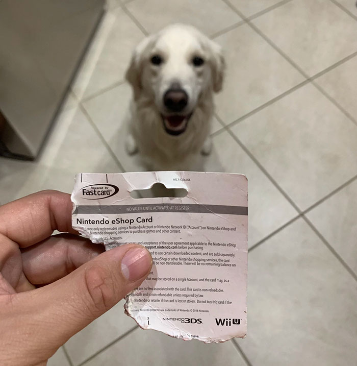 Mi perro masticó la tarjeta regalo que recibí en Navidad