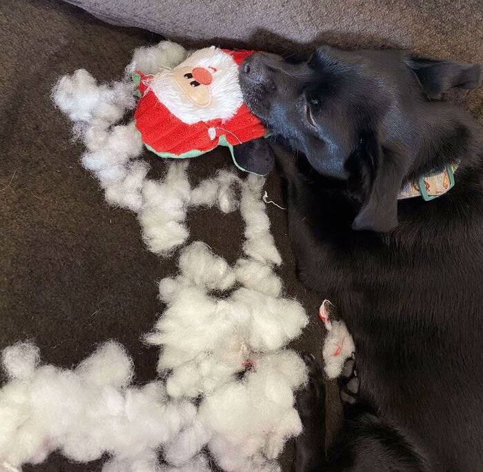 Mañana de Navidad: nuestro perrete le arranca las entrañas a Papá Noel y se queda dormido sobre su cadáver. Sin remordimientos
