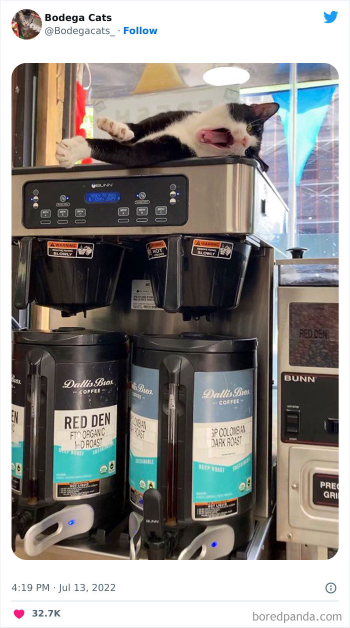 Cute And Funny Cats In Shops Looking Like They Own The Place, As Shared On This Twitter Page (New Pics)