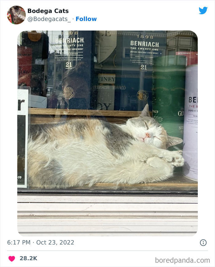Cute And Funny Cats In Shops Looking Like They Own The Place, As Shared On This Twitter Page (New Pics)