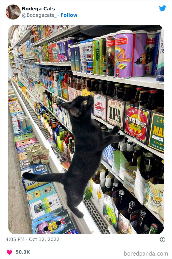 Cute And Funny Cats In Shops Looking Like They Own The Place, As Shared On This Twitter Page (New Pics)