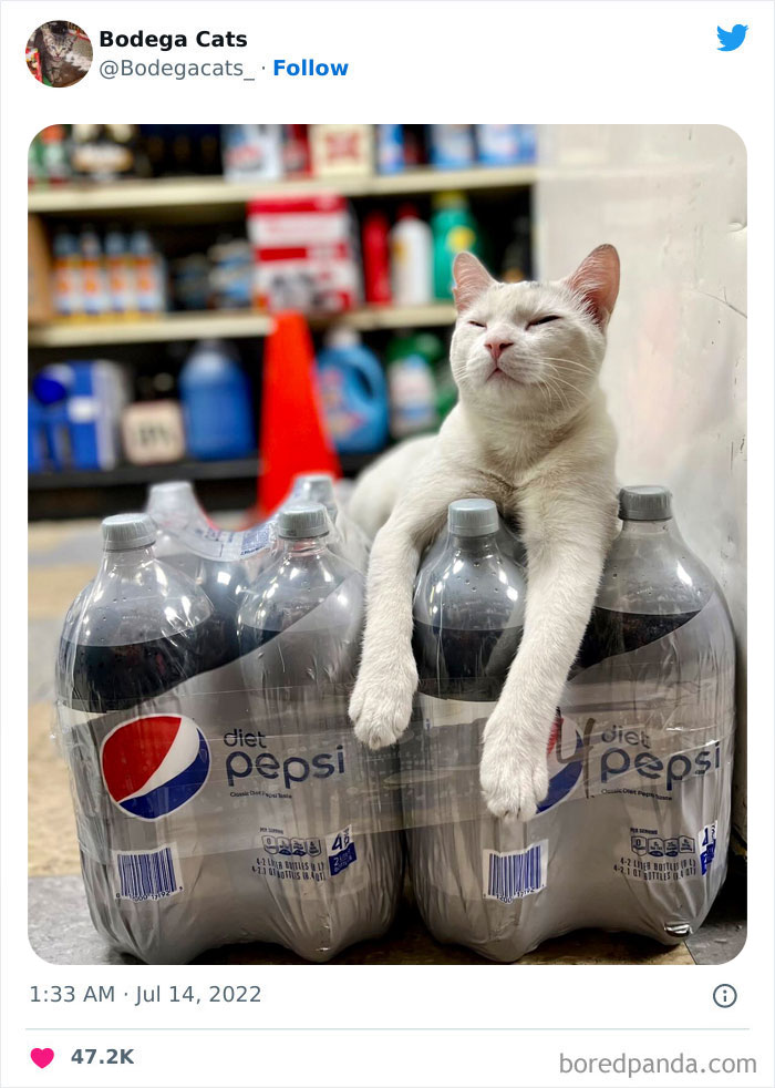 Cute And Funny Cats In Shops Looking Like They Own The Place, As Shared On This Twitter Page (New Pics)