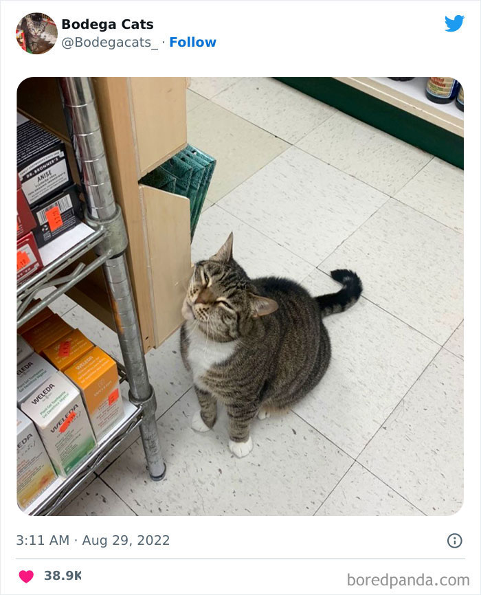 Cute And Funny Cats In Shops Looking Like They Own The Place, As Shared On This Twitter Page (New Pics)