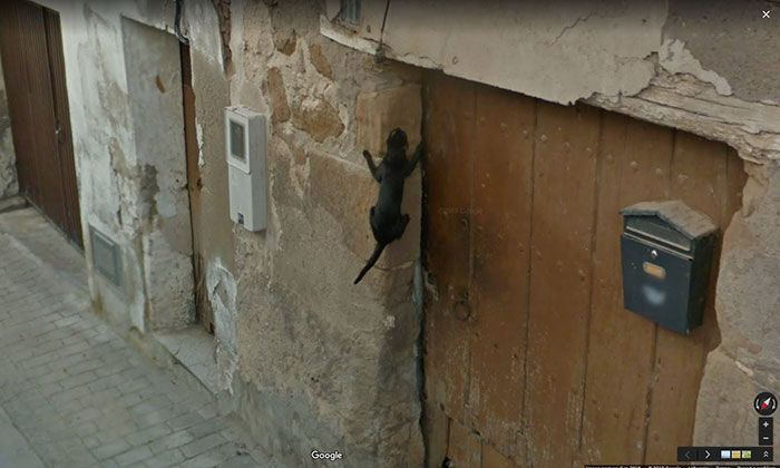 Gato araña, gato araña, hace lo que sea que haga un gato araña