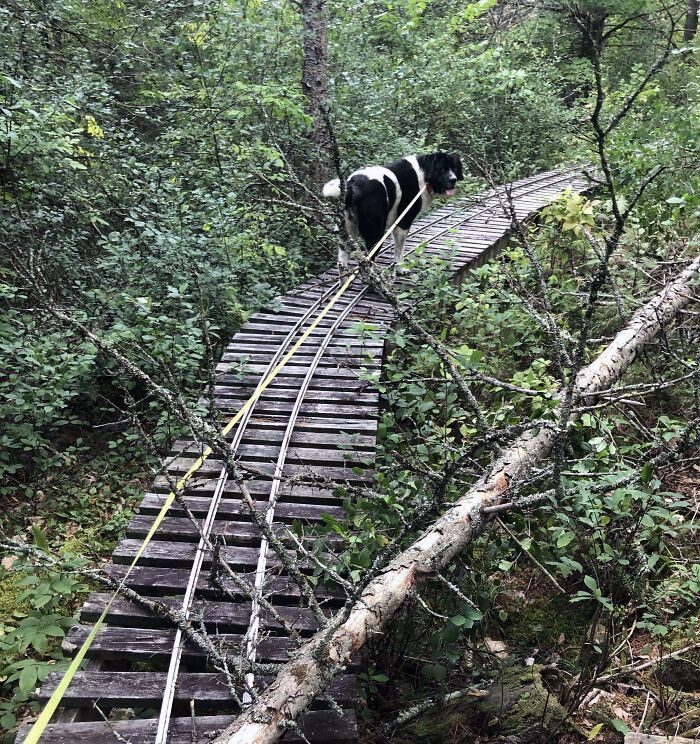 Estas vías de ferrocarril a pequeña escala en el bosque