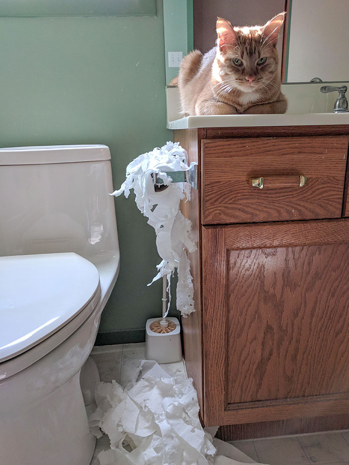 Encerré a mi gato en el baño mientras comía porque me molestaba. La venganza estaba servida