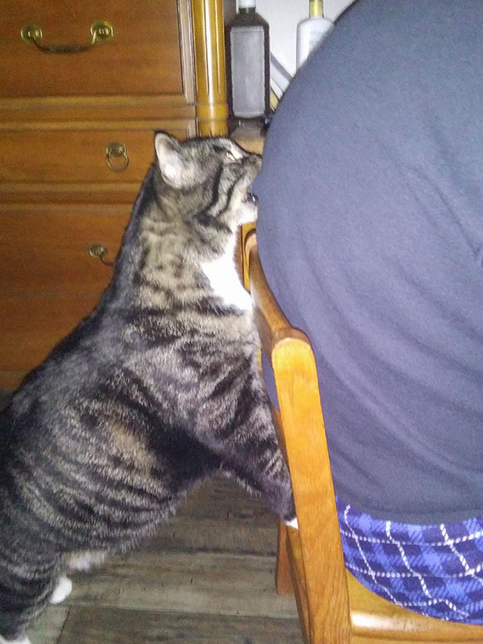 Mi gato muerde a mi padre siempre que presta atención a mi madre y no a él