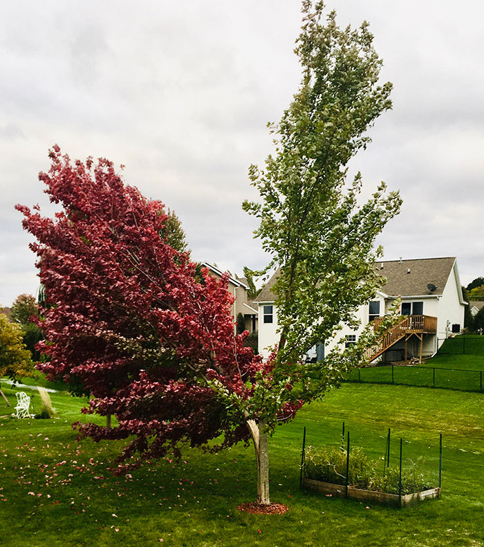 El árbol que cambia de color a lo largo del tronco dañado por la tormenta