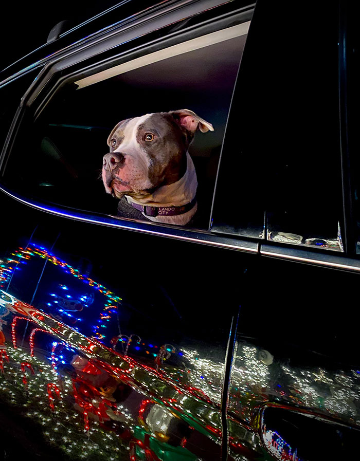 Mi esposa y yo aún no tenemos hijos, así que llevamos a nuestro perro a ver las luces de Navidad. Le encanta