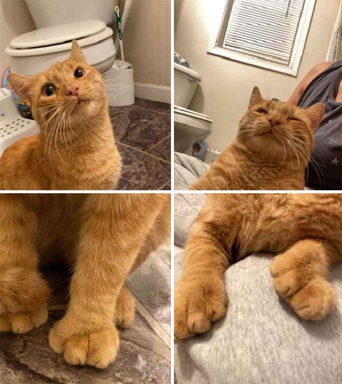 Este es mi baño y mi regazo, pero ese no es mi gato. Regresé a casa del trabajo a las 6 a.m. y este chico decidió seguirme dentro. ¡Ah! Y tiene algunos deditos extra