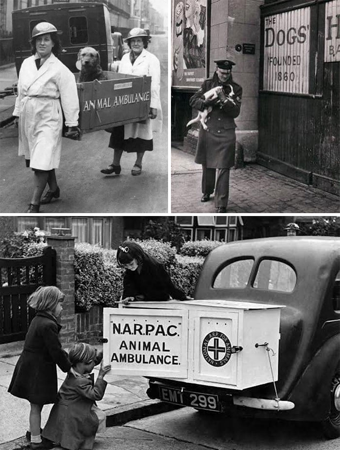 Mascotas durante el bombardeo