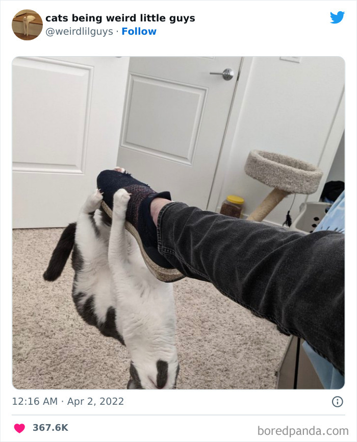 50 Times Cats Cracked Their Owners Up By Acting Like Total Weirdos, As Shared On This Twitter Page (New Pics)