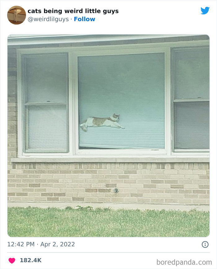50 Times Cats Cracked Their Owners Up By Acting Like Total Weirdos, As Shared On This Twitter Page (New Pics)