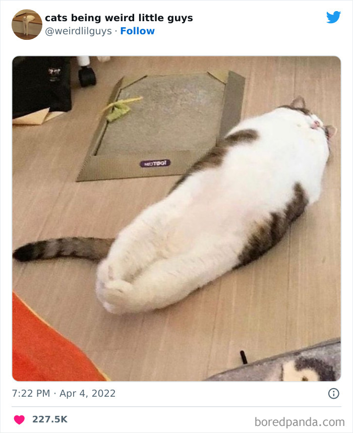 50 Times Cats Cracked Their Owners Up By Acting Like Total Weirdos, As Shared On This Twitter Page (New Pics)