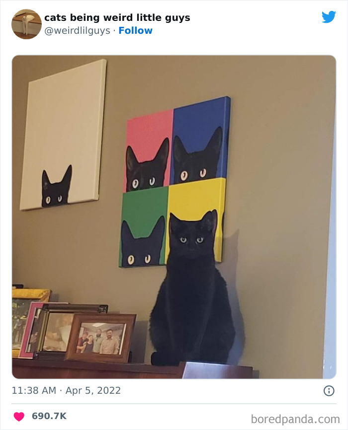 50 Times Cats Cracked Their Owners Up By Acting Like Total Weirdos, As Shared On This Twitter Page (New Pics)