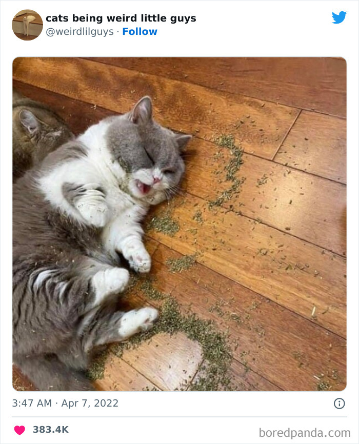 50 Times Cats Cracked Their Owners Up By Acting Like Total Weirdos, As Shared On This Twitter Page (New Pics)