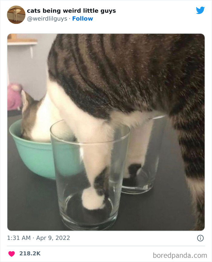 50 Times Cats Cracked Their Owners Up By Acting Like Total Weirdos, As Shared On This Twitter Page (New Pics)