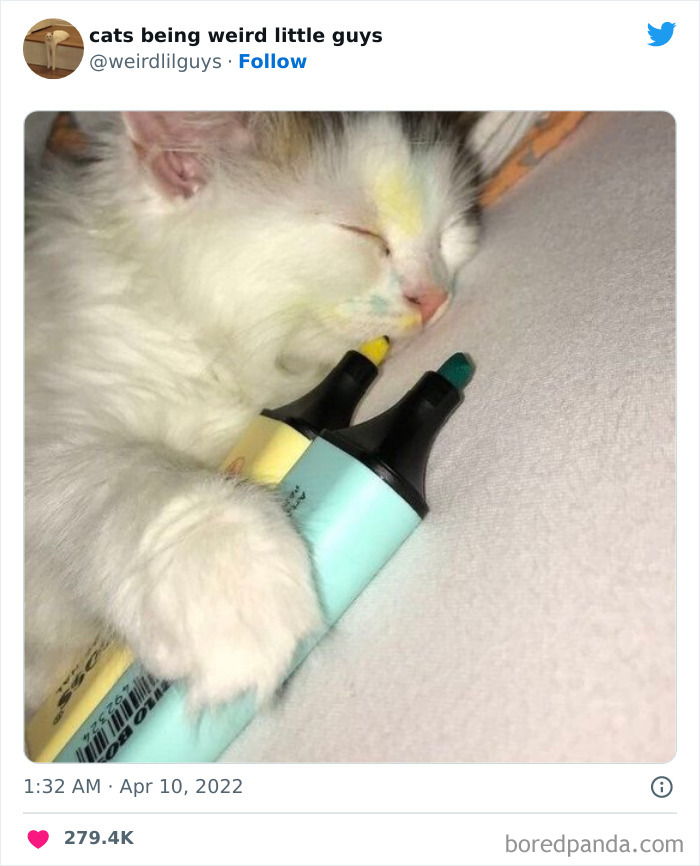 50 Times Cats Cracked Their Owners Up By Acting Like Total Weirdos, As Shared On This Twitter Page (New Pics)