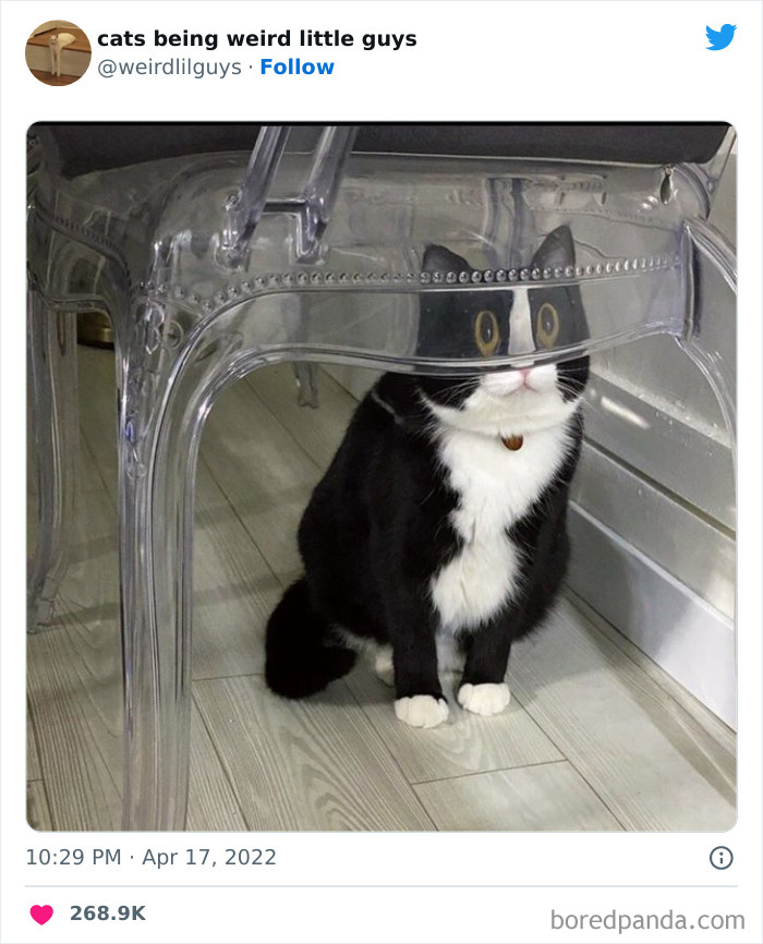 50 Times Cats Cracked Their Owners Up By Acting Like Total Weirdos, As Shared On This Twitter Page (New Pics)