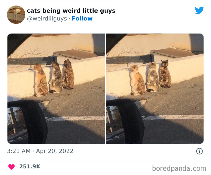 50 Times Cats Cracked Their Owners Up By Acting Like Total Weirdos, As Shared On This Twitter Page (New Pics)