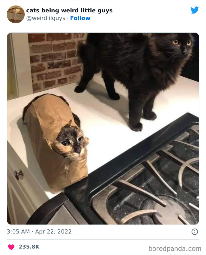 50 Times Cats Cracked Their Owners Up By Acting Like Total Weirdos, As Shared On This Twitter Page (New Pics)